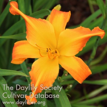Daylily Highland Pinched Fingers